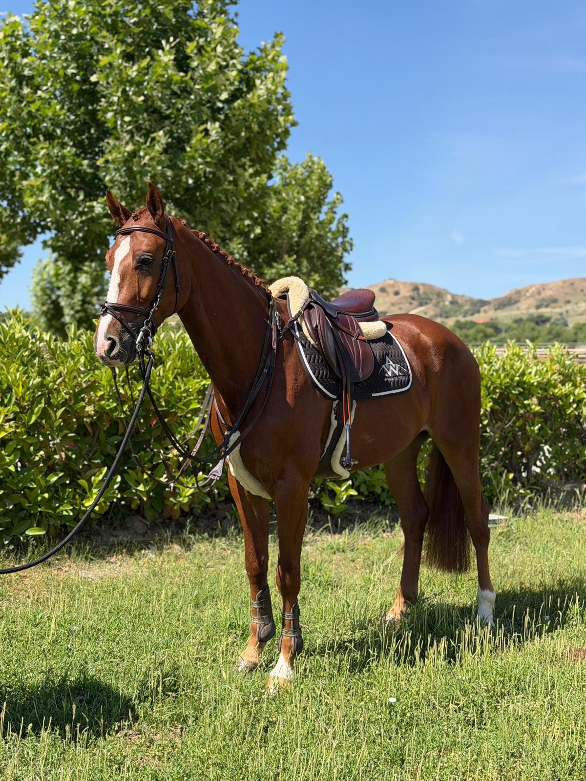horse